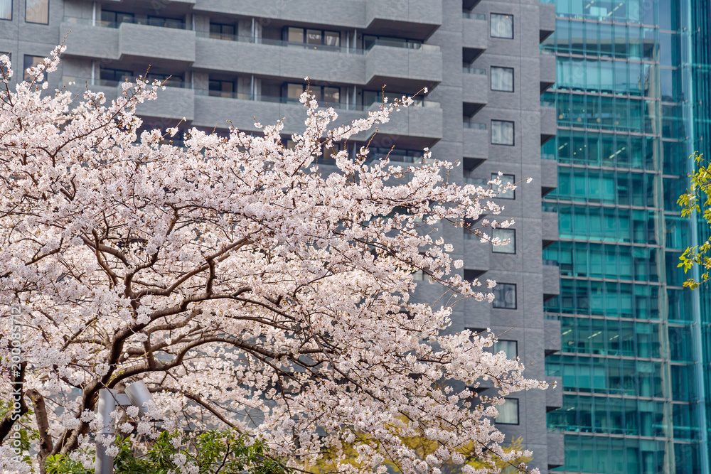 都会に咲く桜