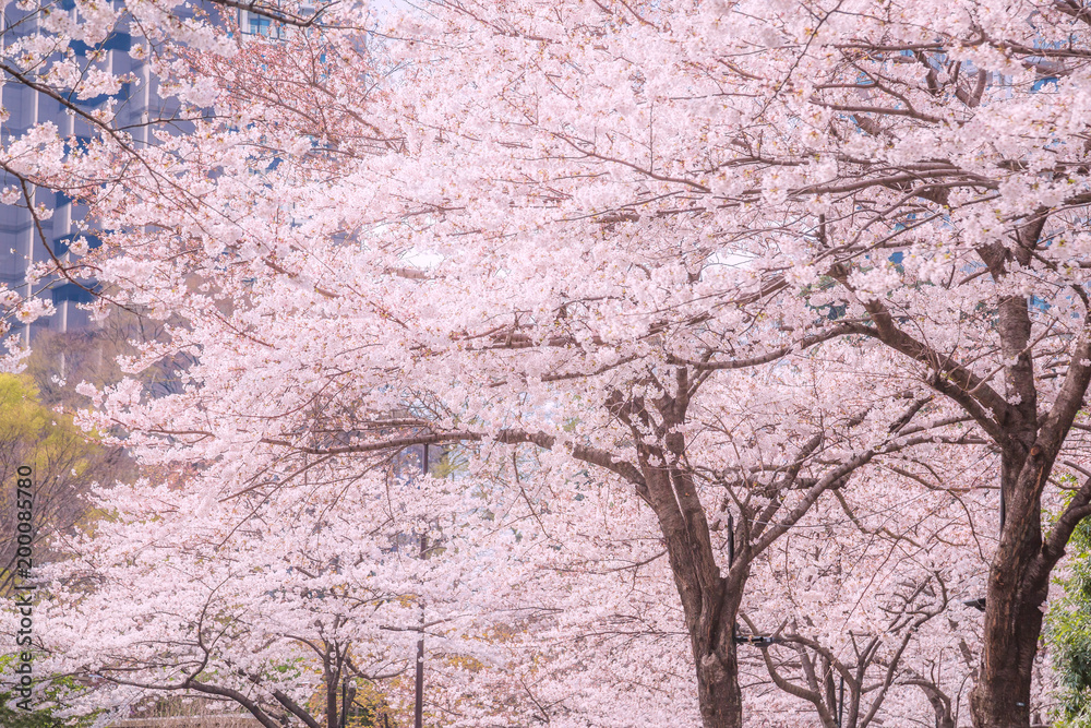 都会に咲く桜