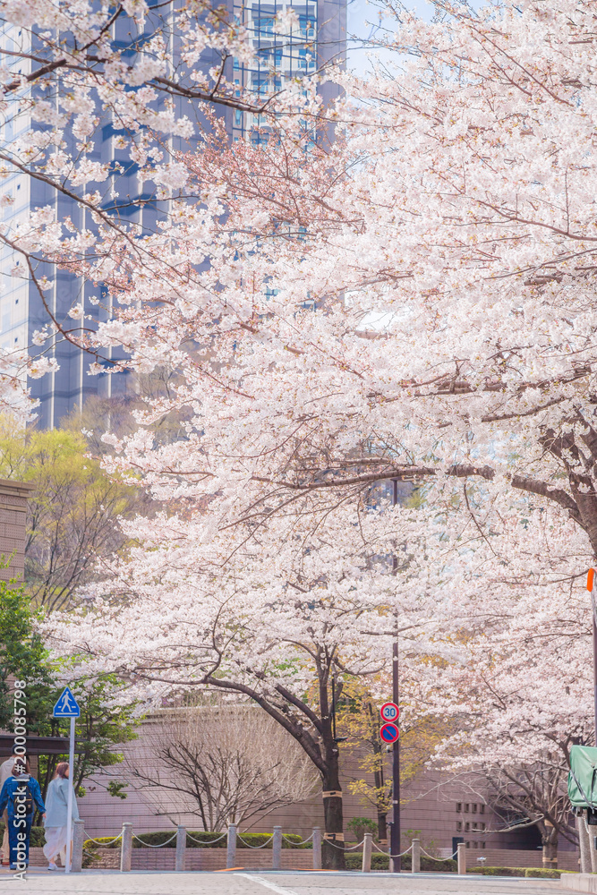 都会に咲く桜