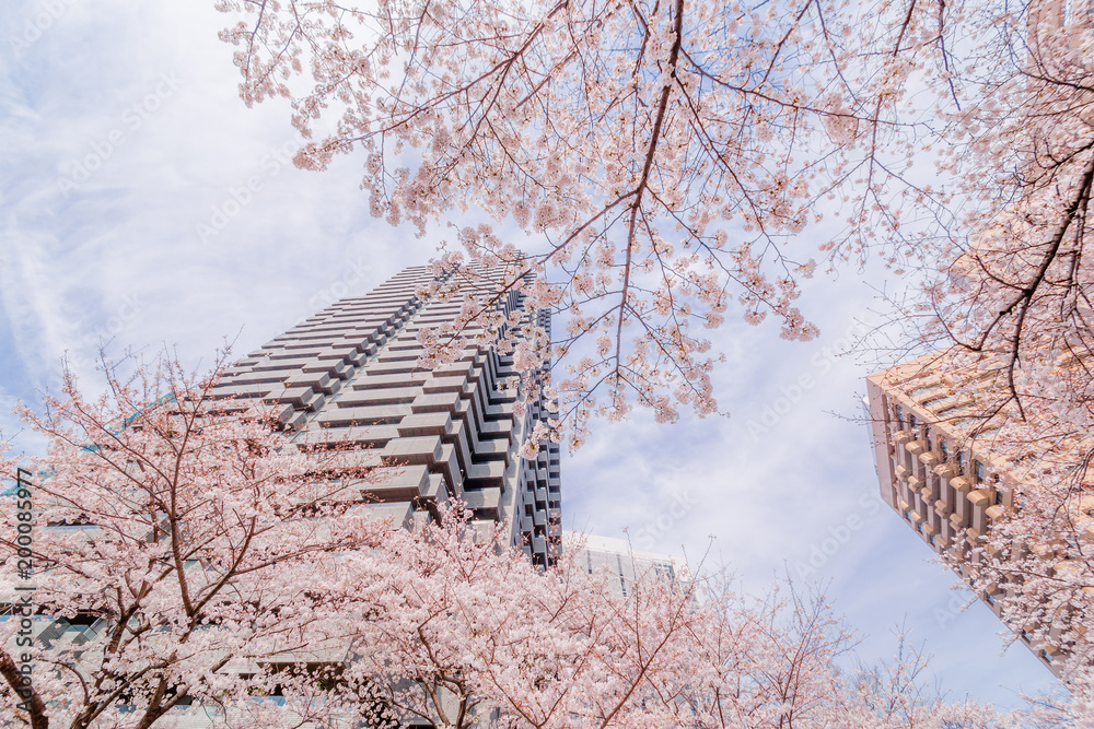 都会に咲く桜