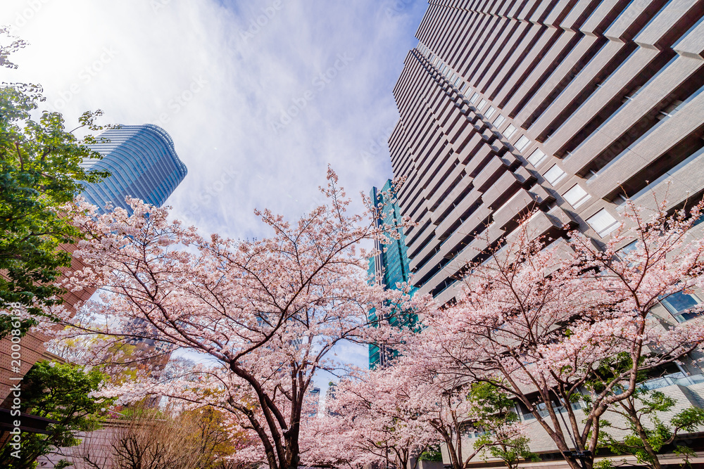 都会に咲く桜