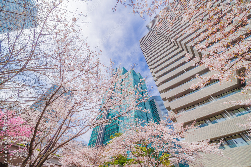 都会に咲く桜