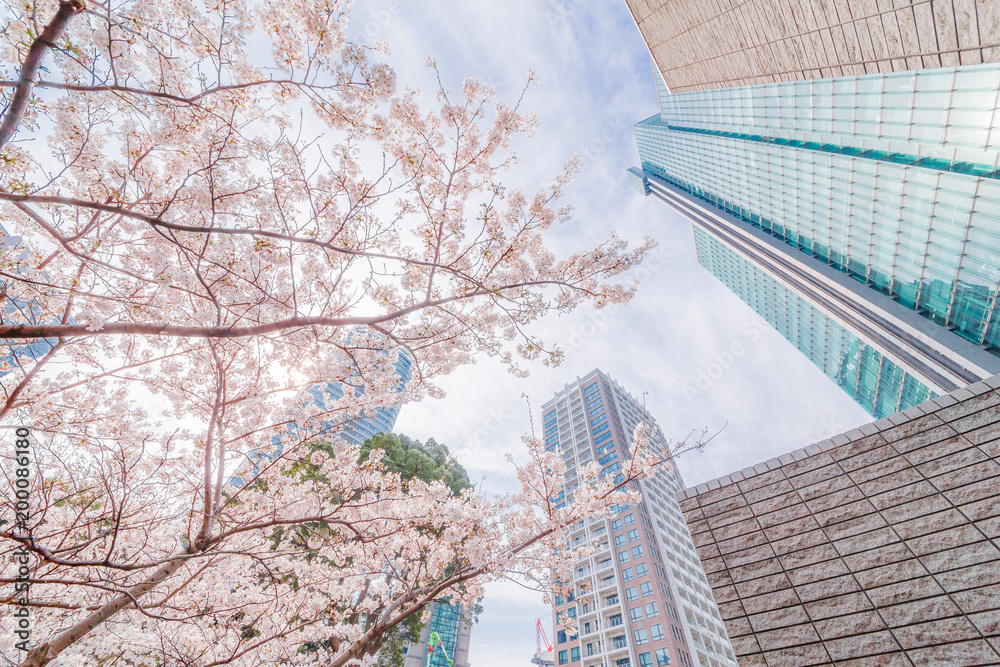 都会に咲く桜