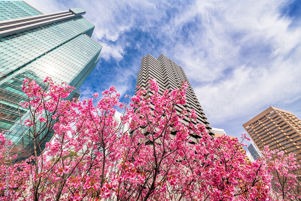 都会に咲く桜