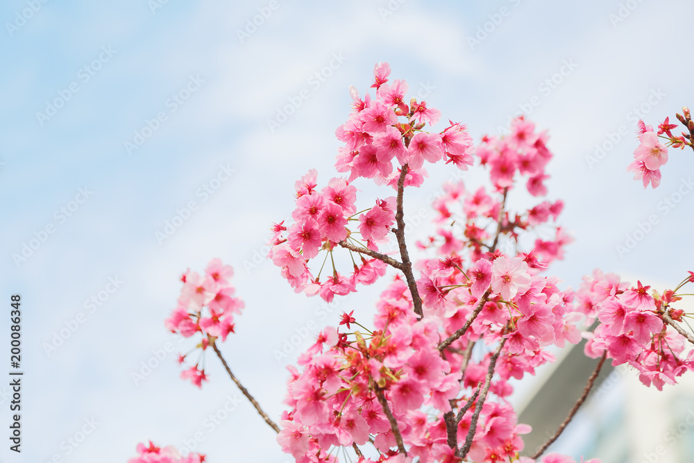 都会に咲く桜