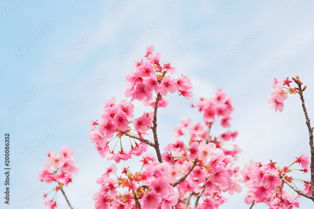 満開の桜の花