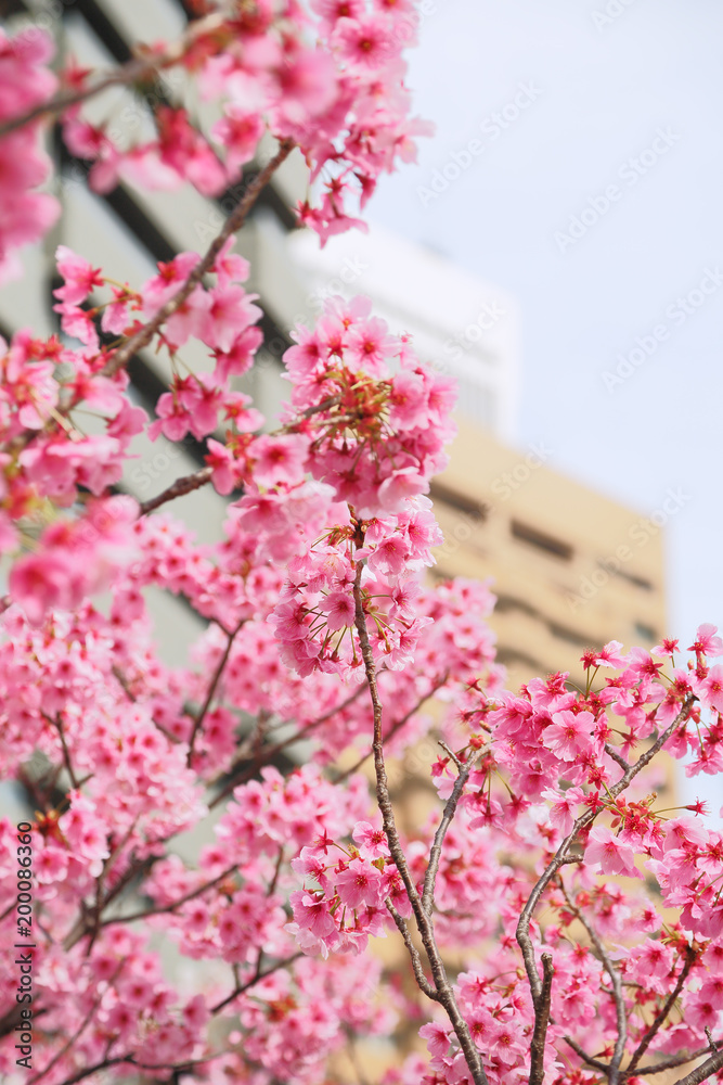 都会に咲く桜