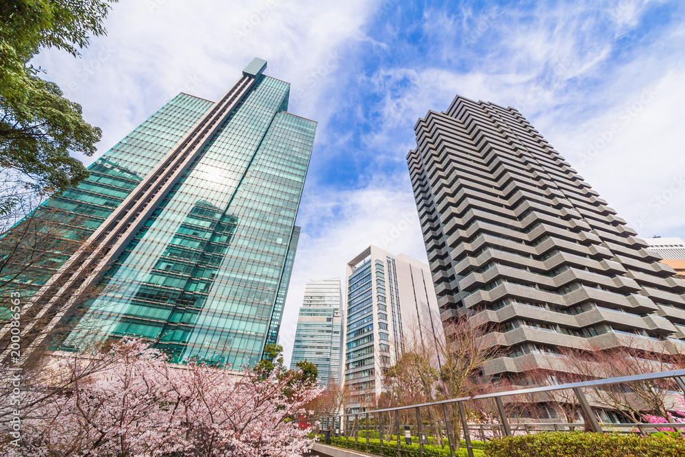 都会に咲く桜