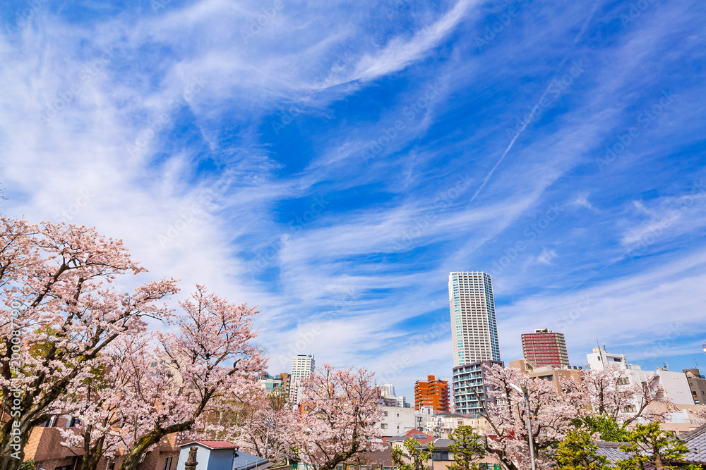 都会に咲く桜