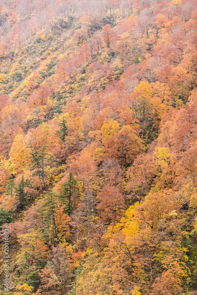 Close -up autumn tree at mountain