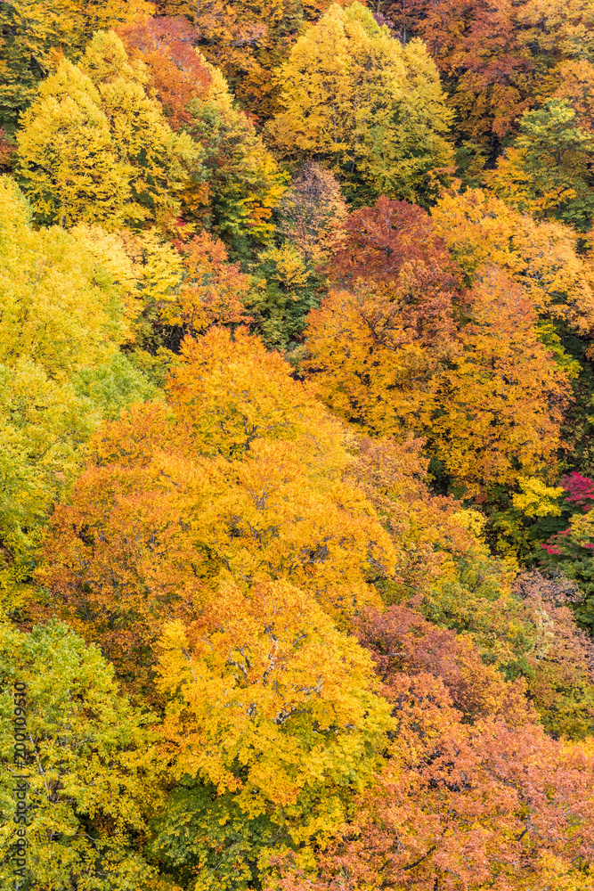 Close -up autumn tree at mountain