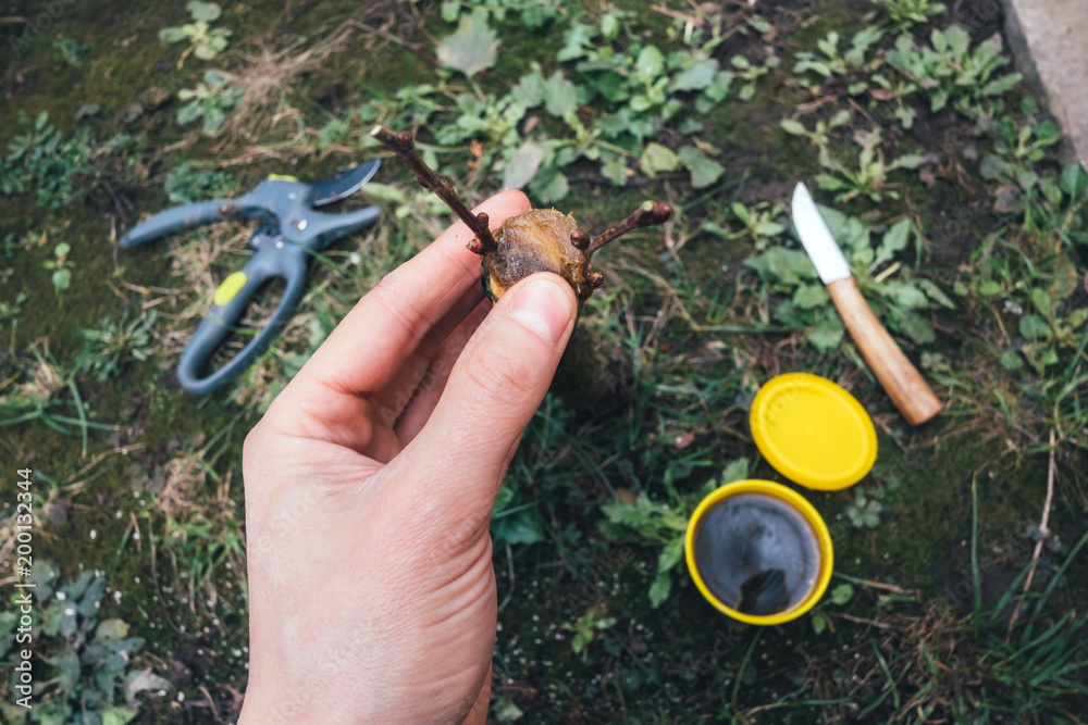 Gardening work in spring time. Agricultural concept