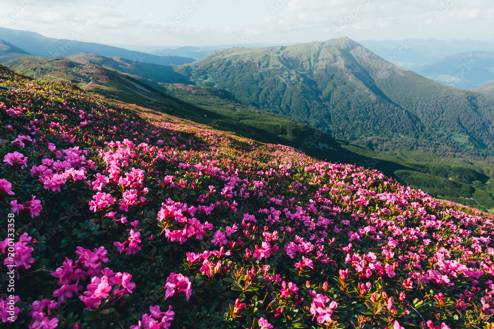 夏日山上神奇的粉红色杜鹃花。戏剧性的天空和五颜六色的日落。Chornohora rid