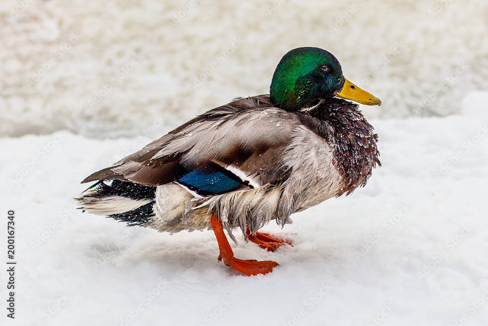 在河边的雪地上躲避