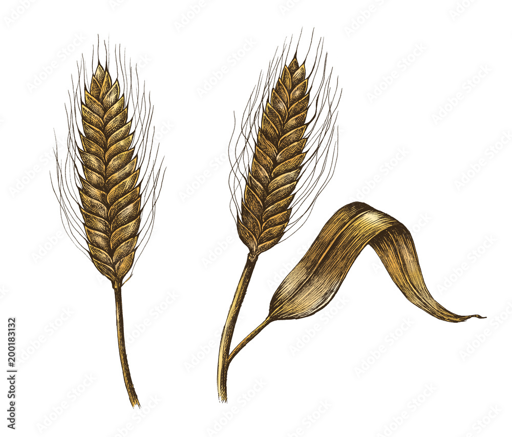 Hand-drawn barley cereal grain