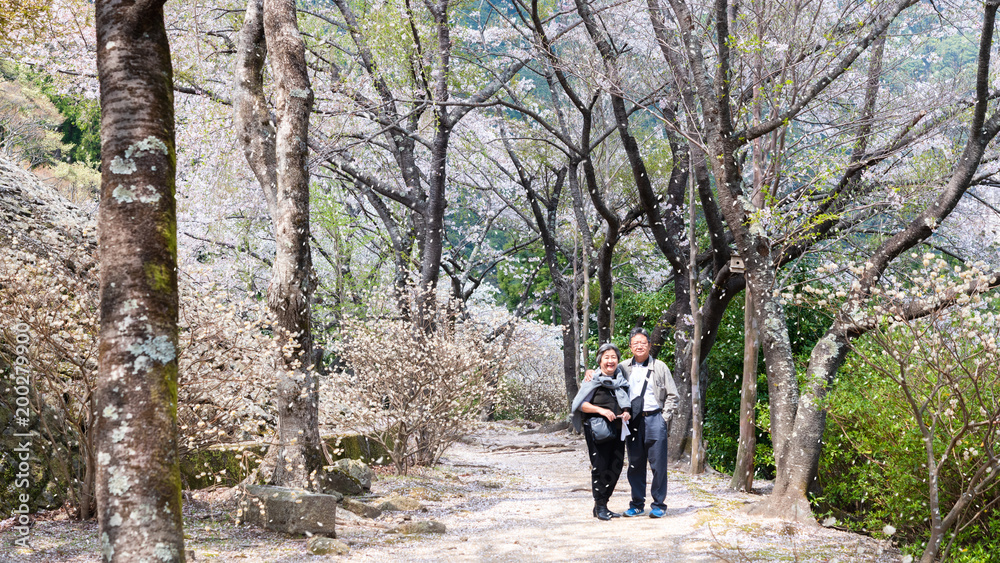 花见樱花季或樱花节，老年夫妇在公园散步