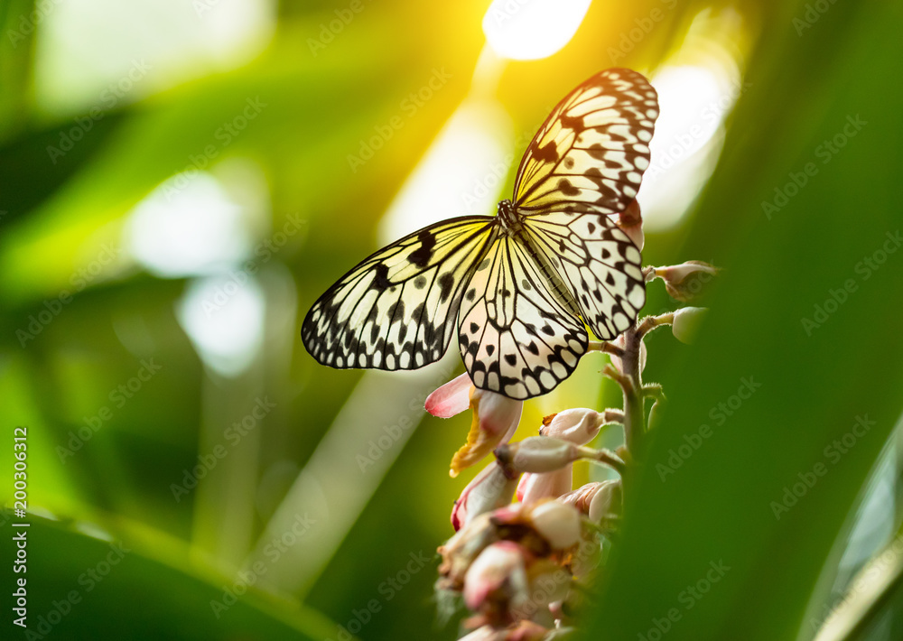 Beautiful butterfly Paper Kite, Idea leuconoe in tropical forest