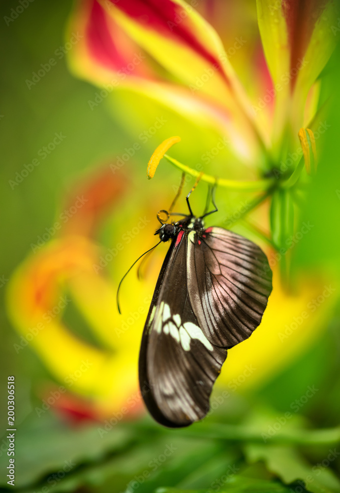 Beautiful butterfly Heliconius Hacale zuleikas in tropical forest