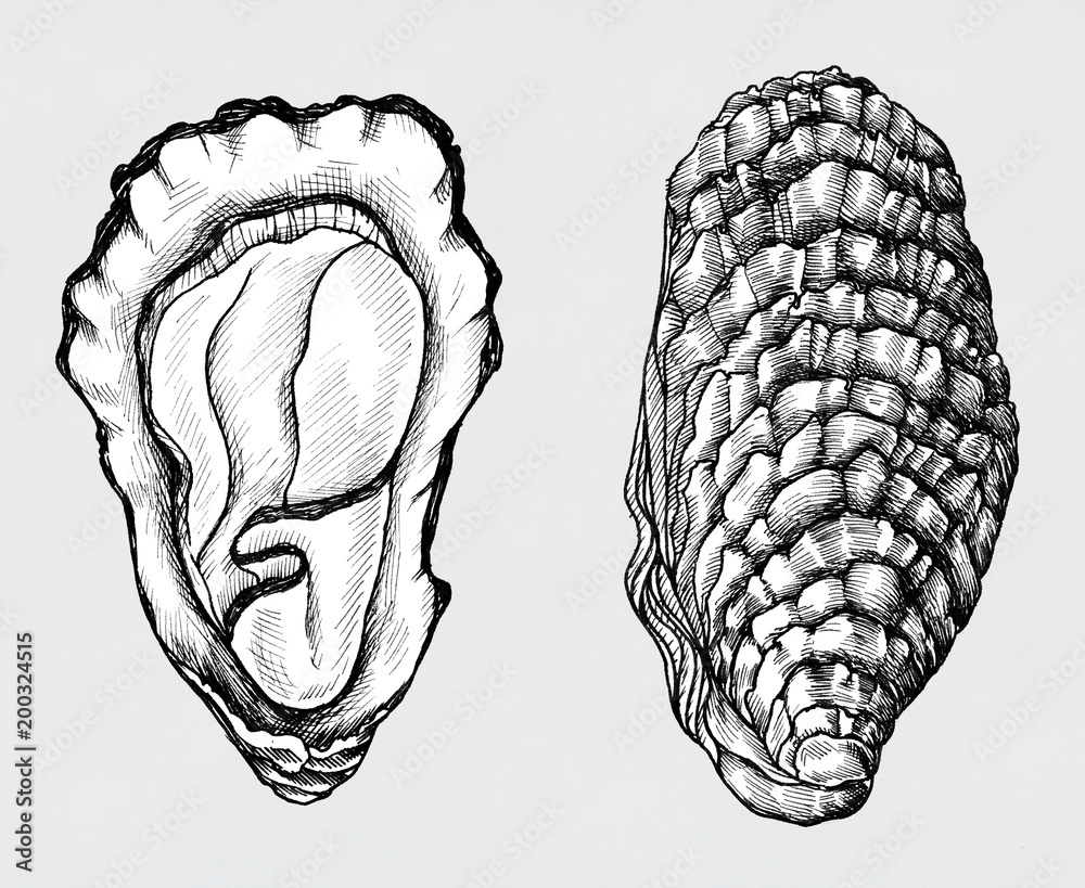 手绘牡蛎盐水双壳类