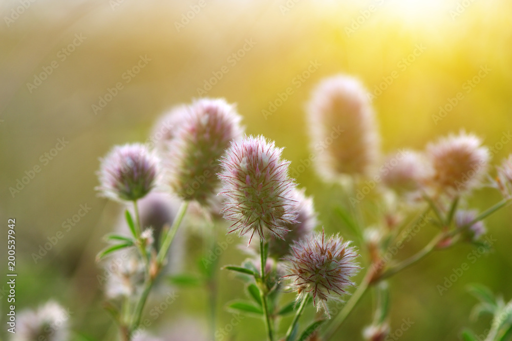 夏季开花草