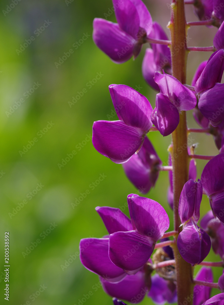 绿色上的花朵