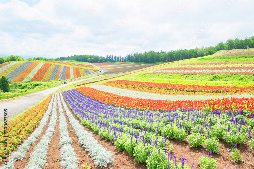 beautiful  landscape in biei