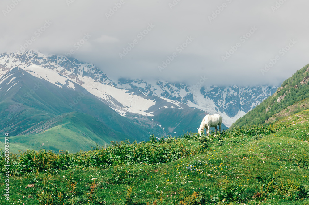 高加索高山上的白马。风景摄影