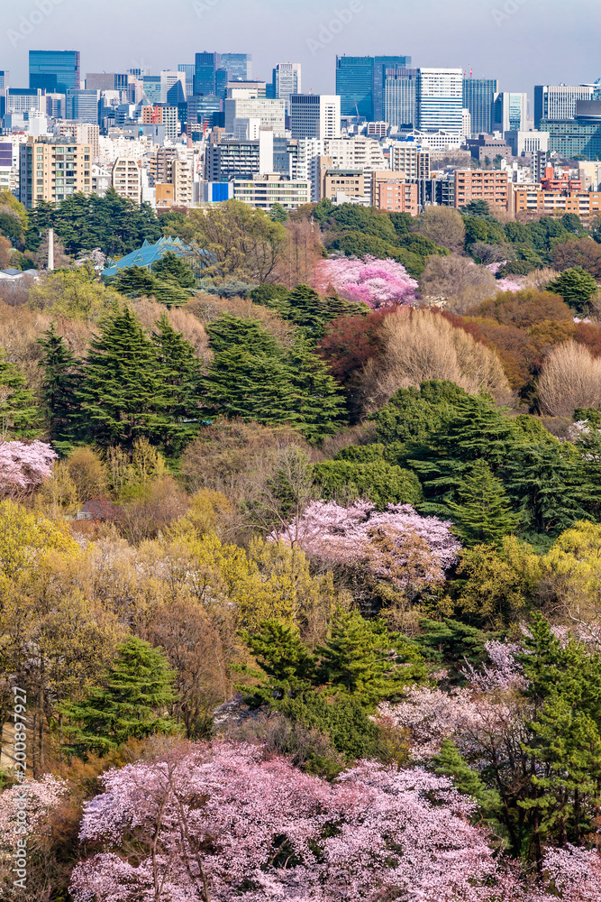 都心の桜