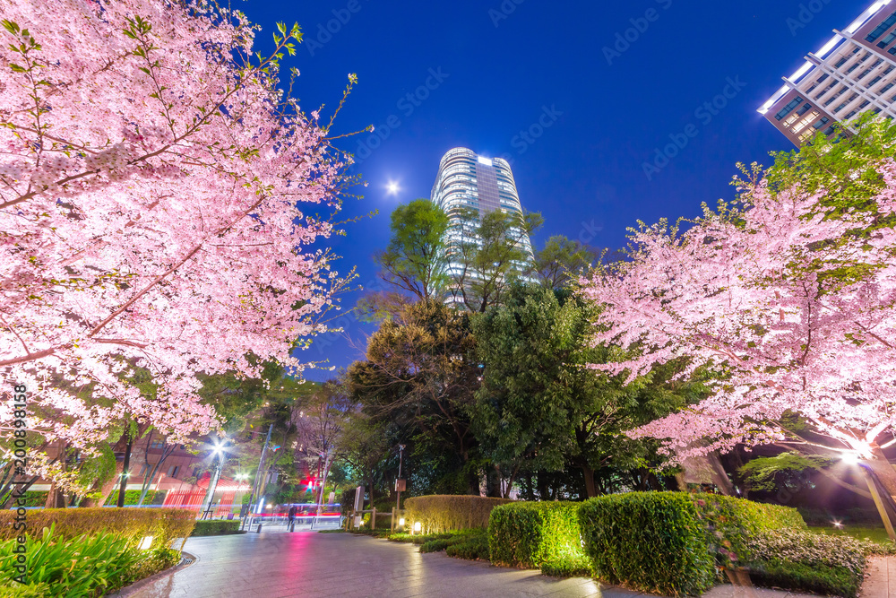 高層ビル群と桜