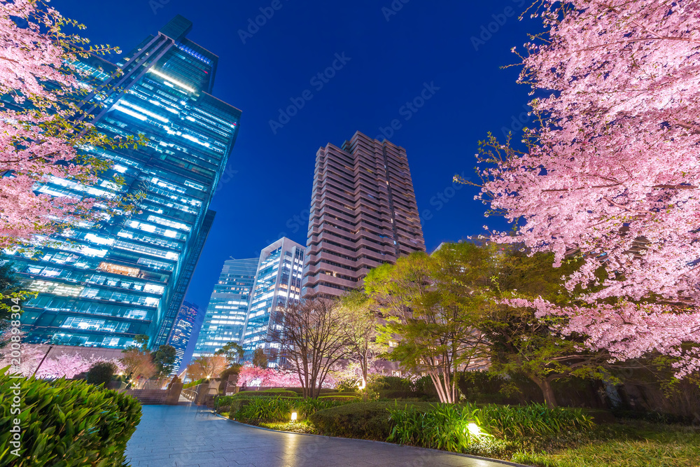 高層ビル群と桜