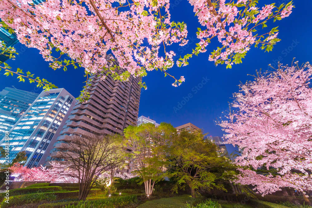 高層ビル群と桜