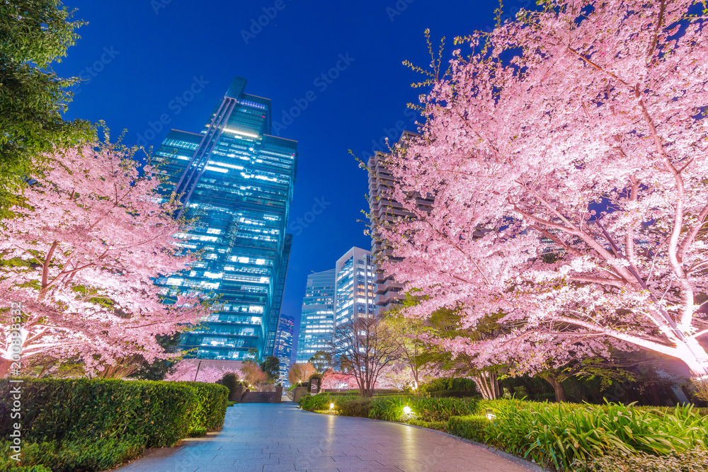 高層ビル群と桜