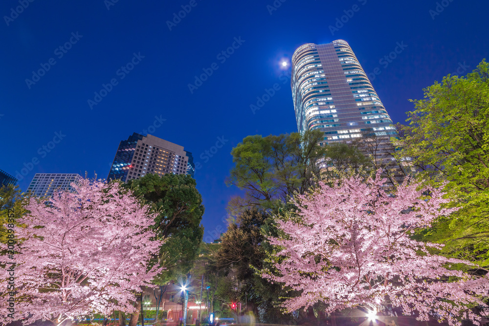 高層ビル群と桜