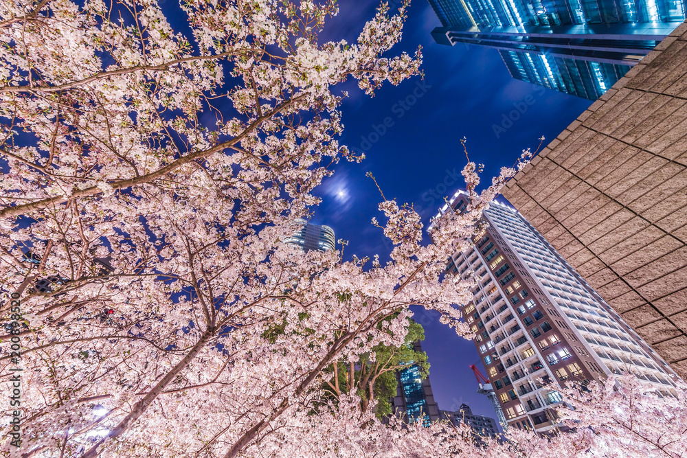 高層ビル群と桜