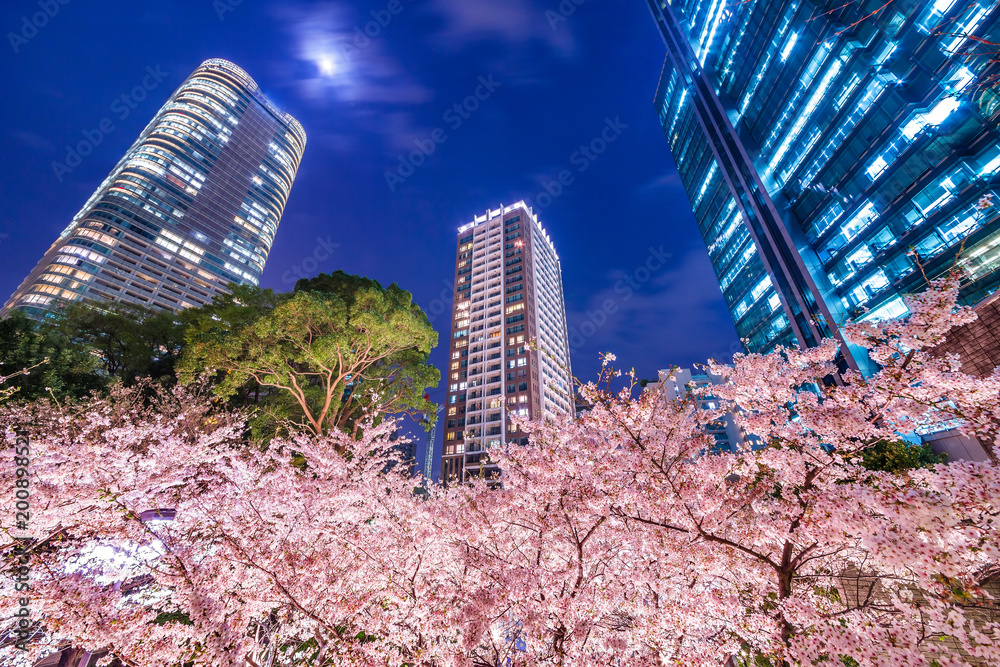 高層ビル群と桜