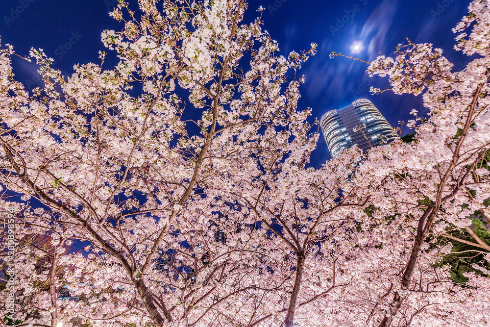 高層ビル群と桜