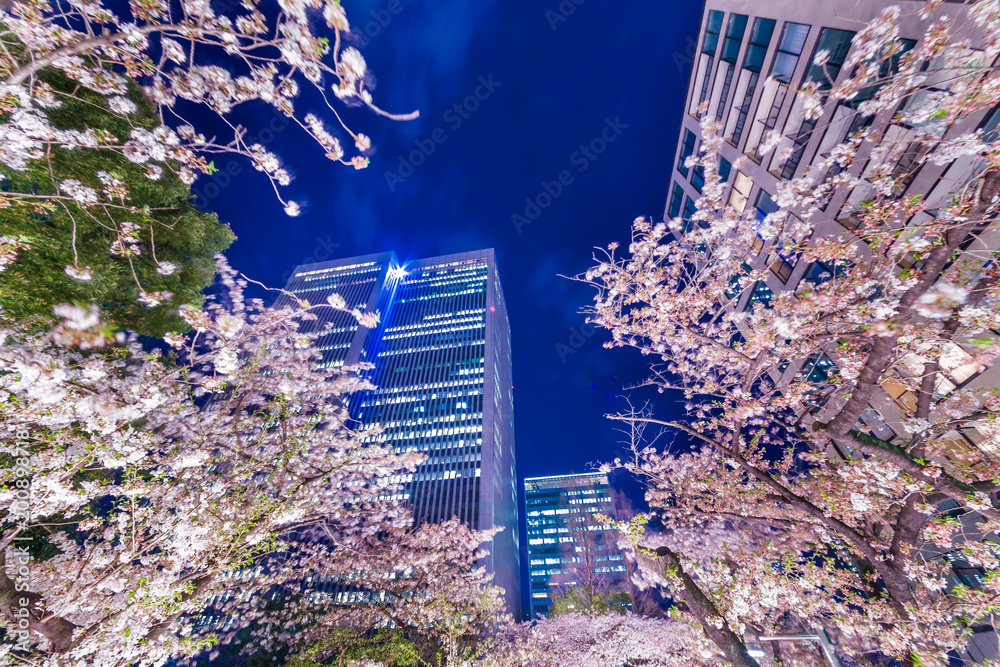 高層ビル群と桜