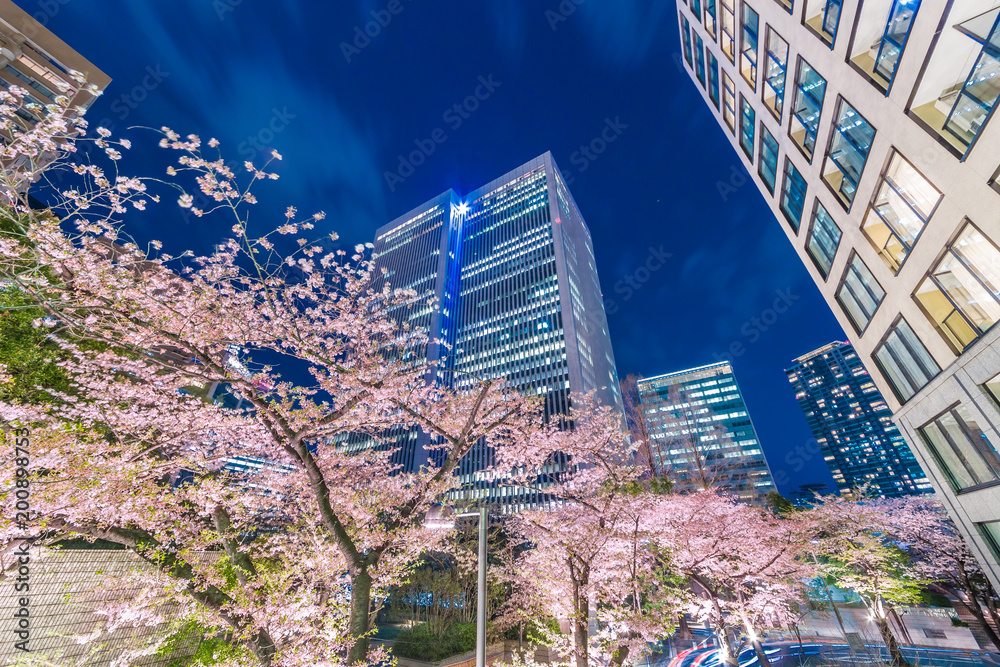 高層ビル群と桜