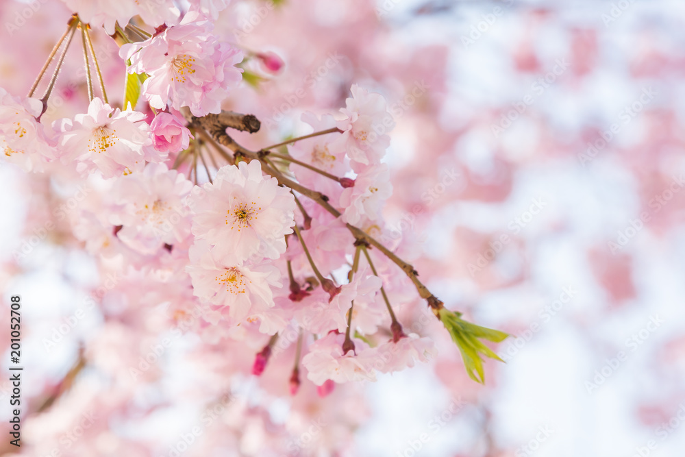 満開の桜