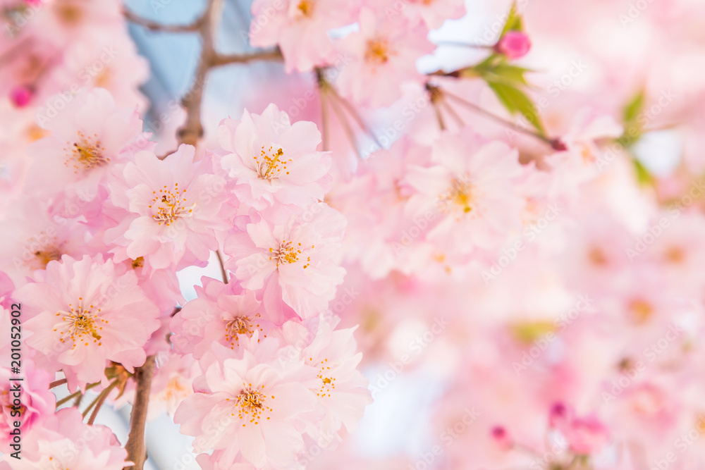 満開の桜