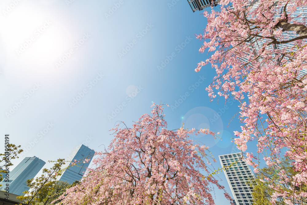 都会に咲く満開の桜