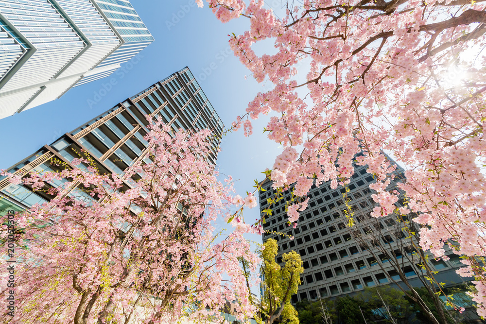 都会に咲く満開の桜