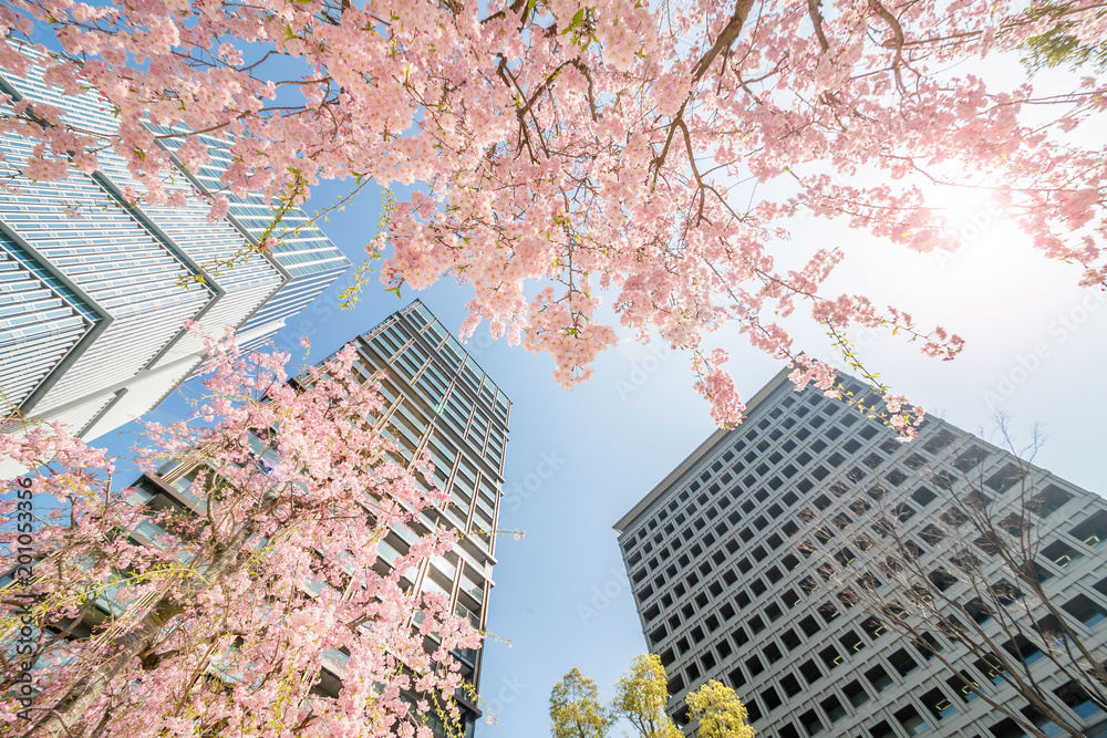 都会に咲く満開の桜