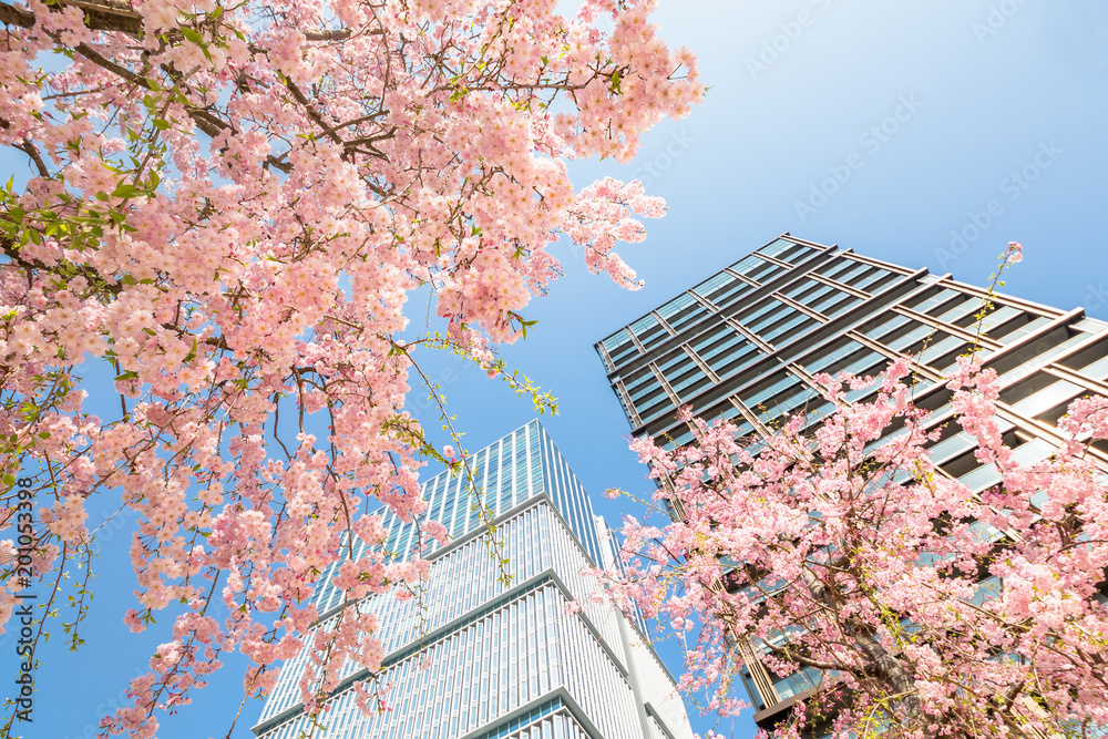 都会に咲く満開の桜