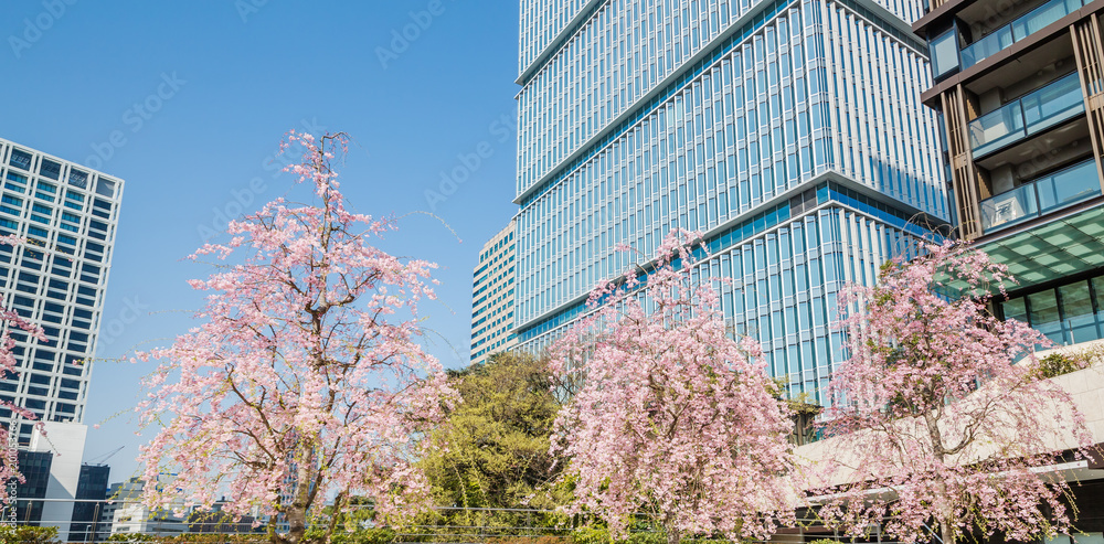 都会に咲く満開の桜