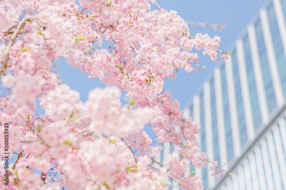 都会に咲く満開の桜