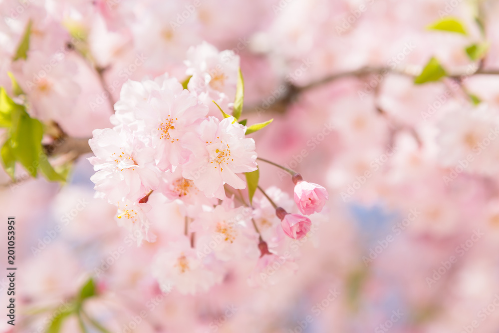 満開の桜