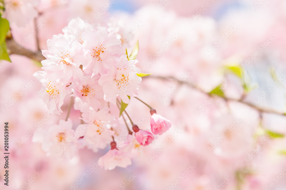 満開の桜