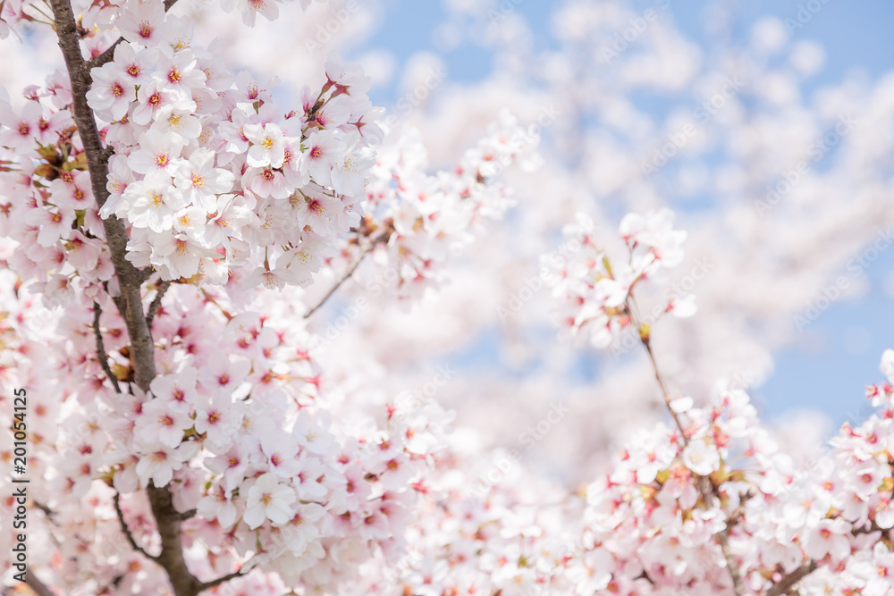 満開の桜