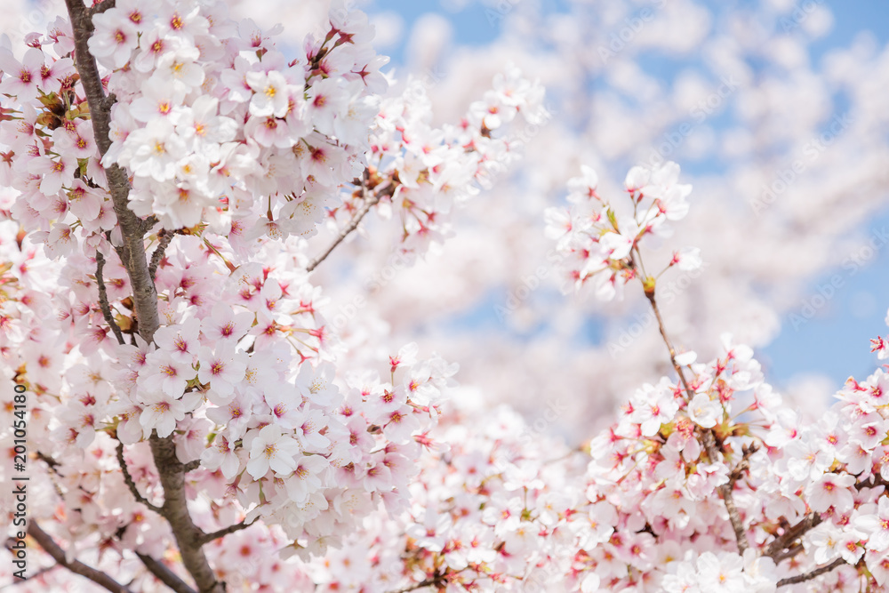 満開の桜